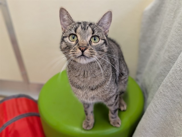 Nala