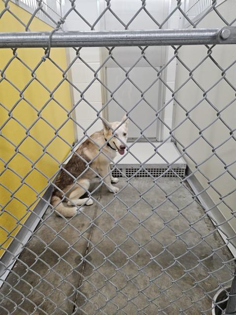 Adoptable Dog