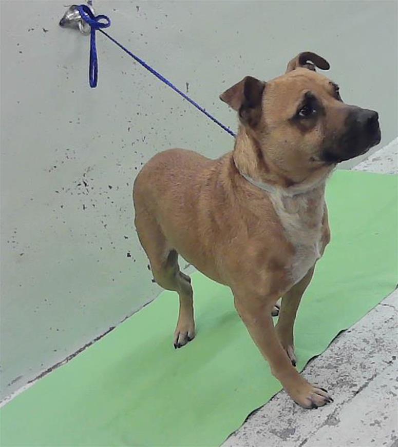 Adoptable Dog