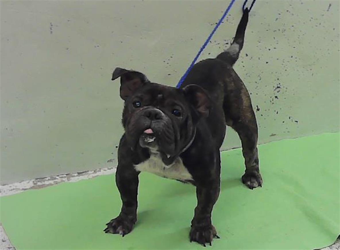 Adoptable Dog