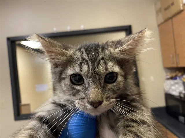 Adoptable Cat