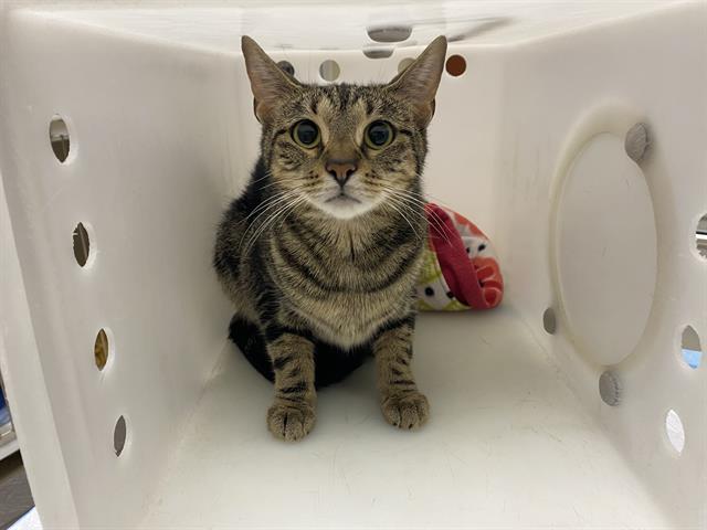 Adoptable Cat