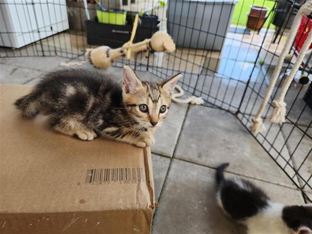 Adoptable Cat