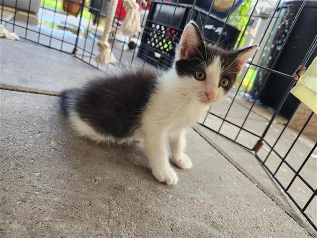 Adoptable Cat