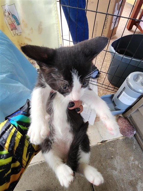 Adoptable Cat