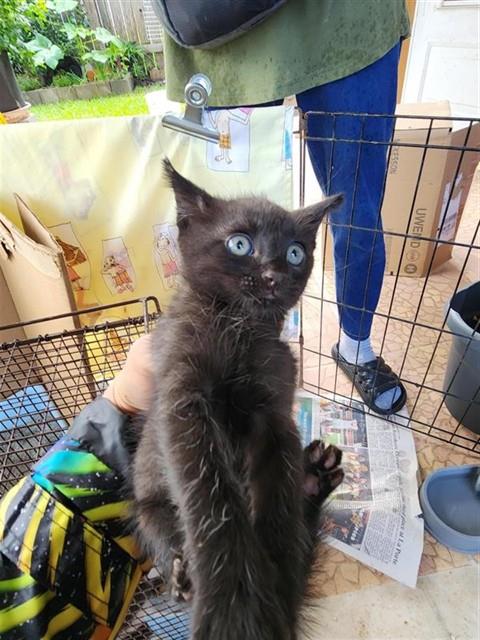 Adoptable Cat