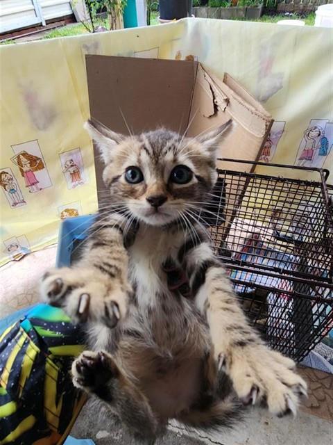 Adoptable Cat
