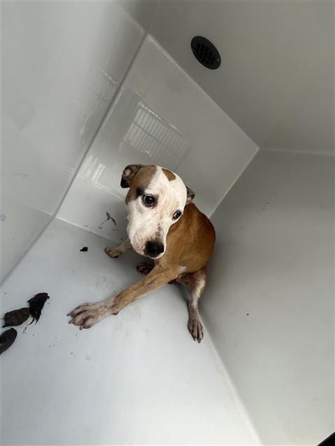 Adoptable Dog