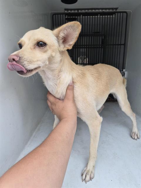 Adoptable Dog