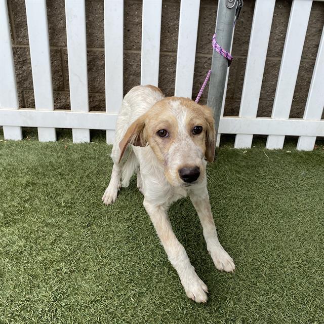 Adoptable Dog