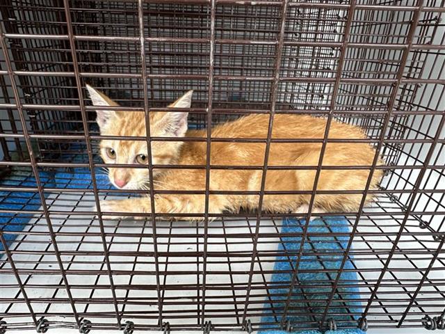Adoptable Cat