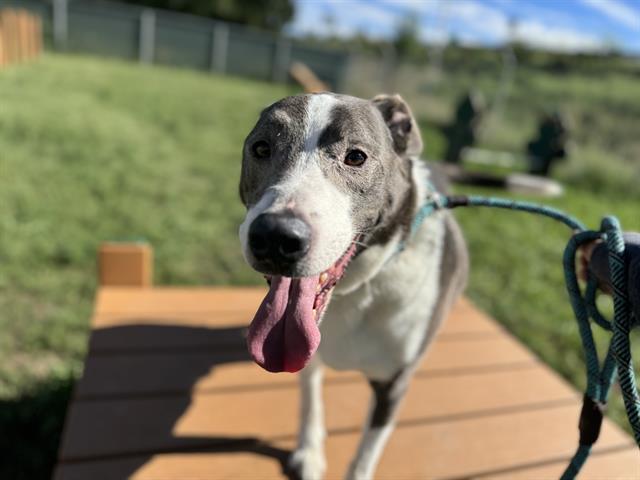 Odin