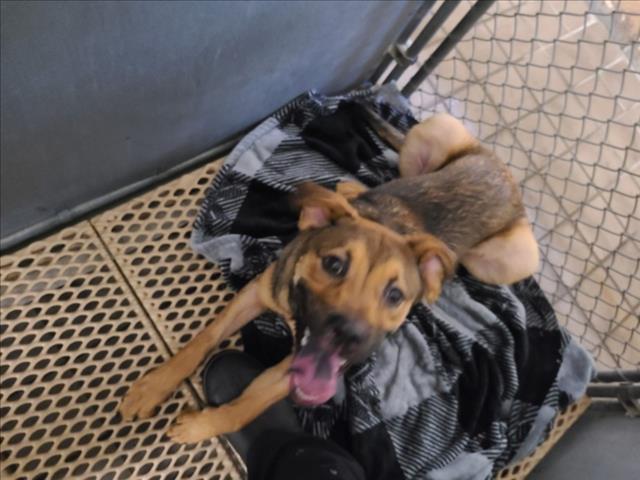 Adoptable Dog