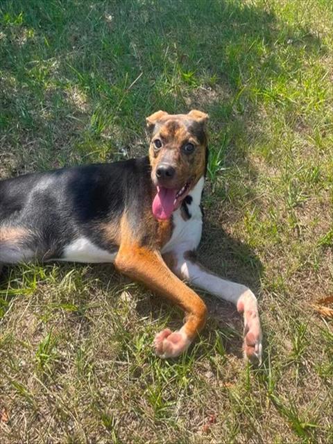 Adoptable Dog