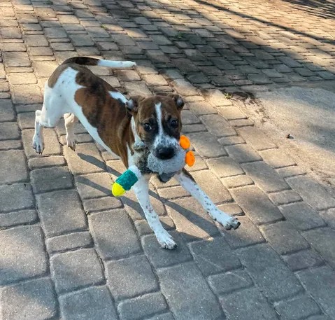 Adoptable Dog
