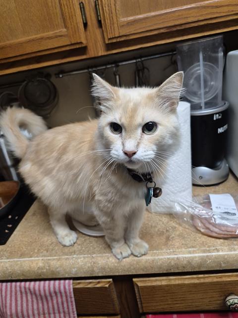 Chulo