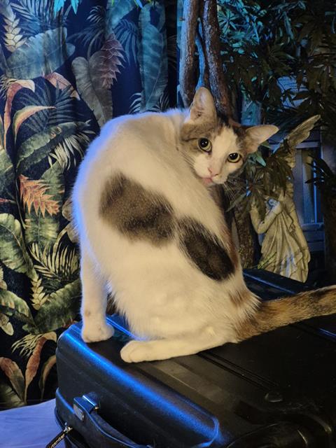 Mia