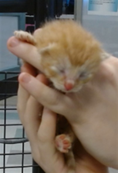 Adoptable Cat