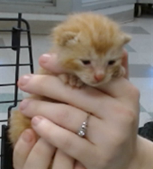 Adoptable Cat