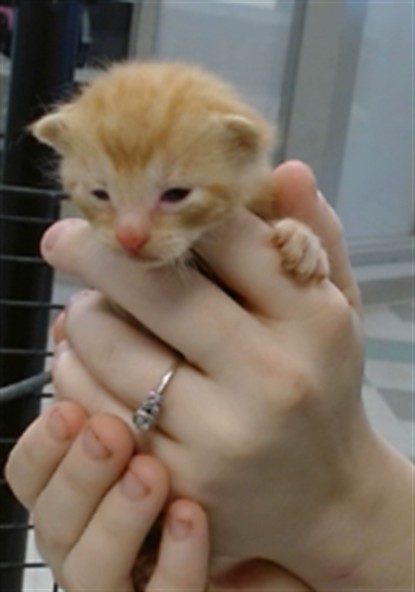 Adoptable Cat