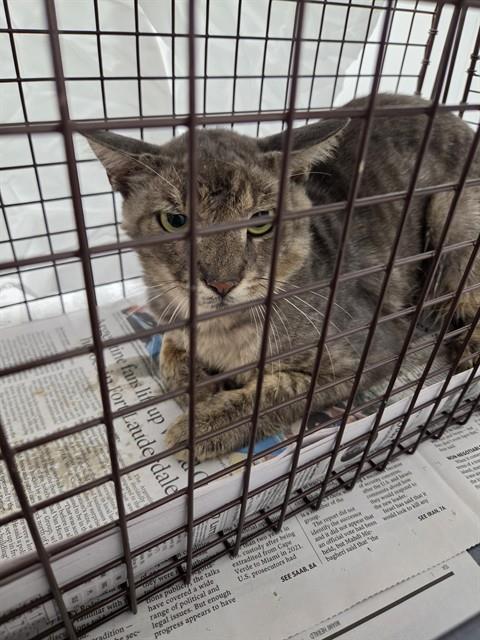 Adoptable Cat