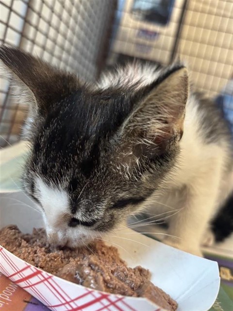 Adoptable Cat