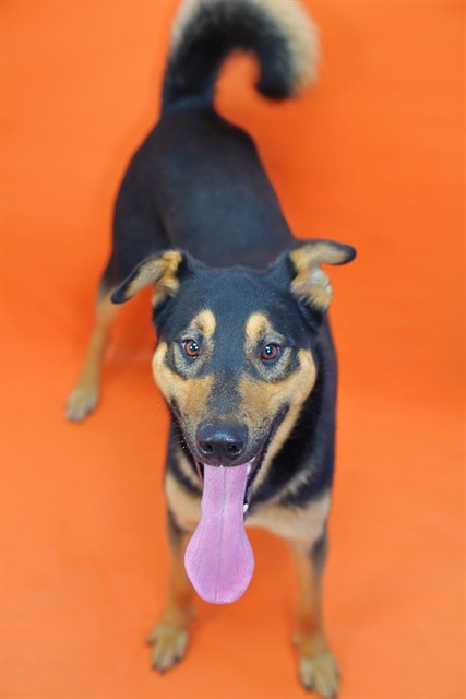 Pluto - Adoption Pending