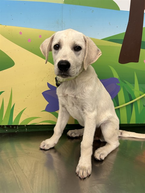 Kona
