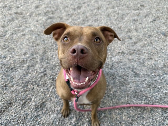 Nala