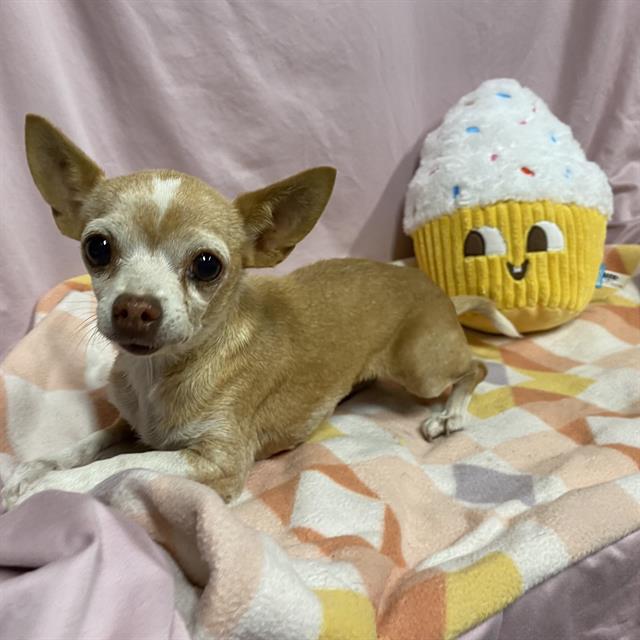 Adoptable Dog