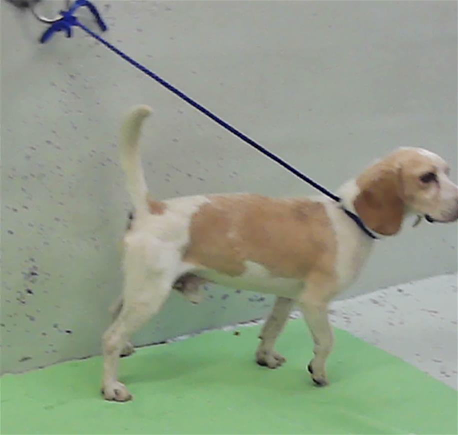Adoptable Dog