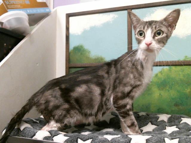 Adoptable Cat