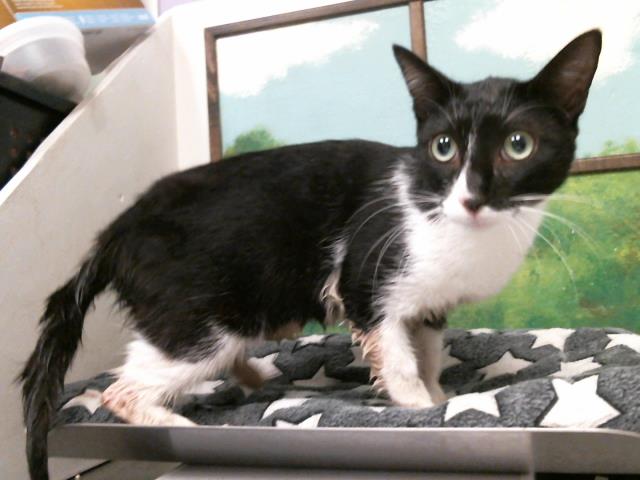 Adoptable Cat
