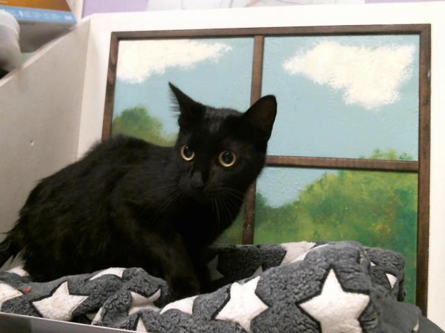 Adoptable Cat