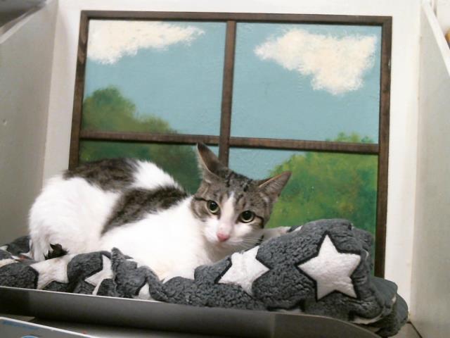 Adoptable Cat