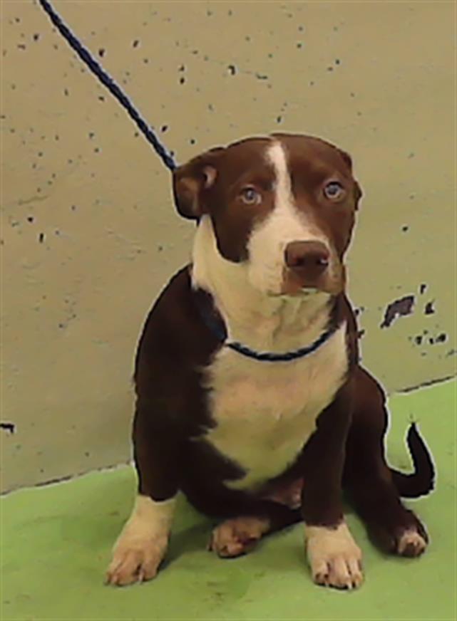 Adoptable Dog