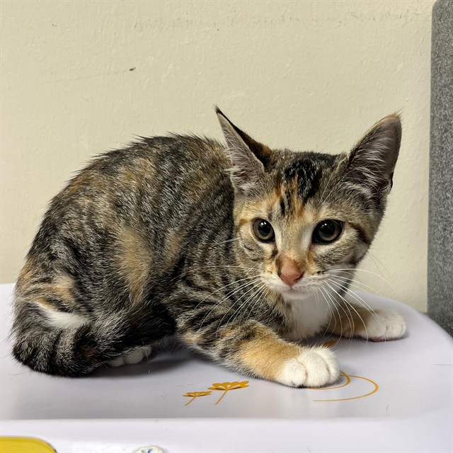 Adoptable Cat