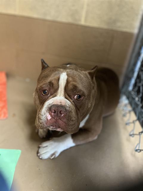 Adoptable Dog