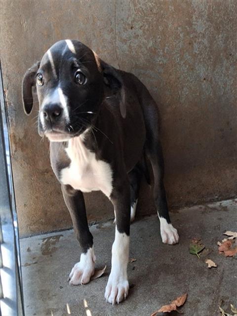 Adoptable Dog