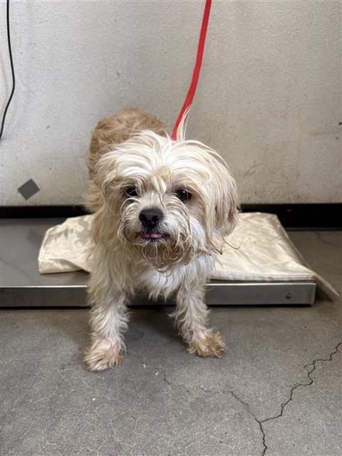 Adoptable Dog