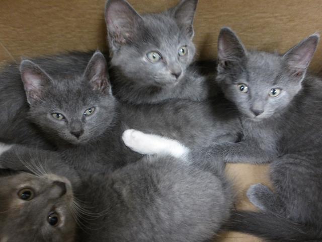 Adoptable Cat
