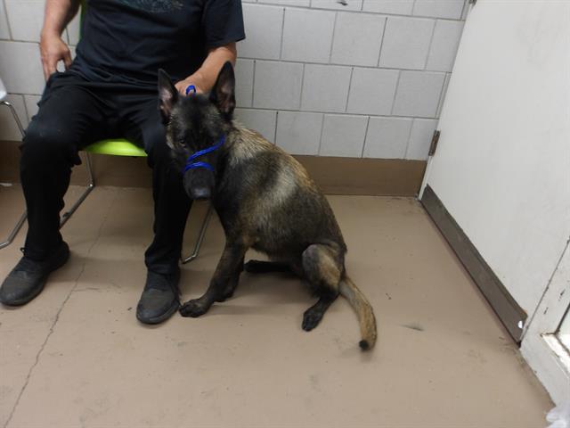 Adoptable Dog