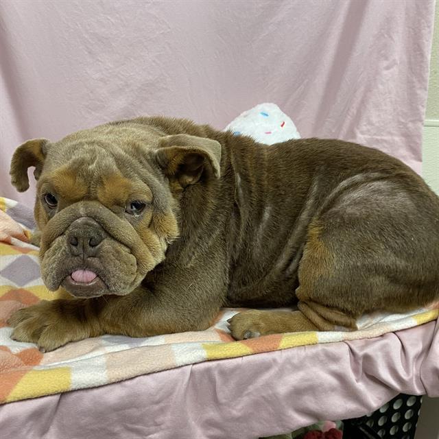 Adoptable Dog