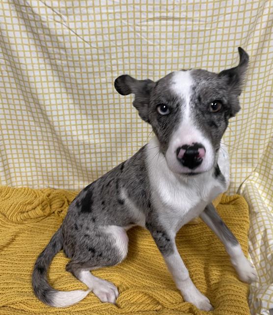 Adoptable Dog