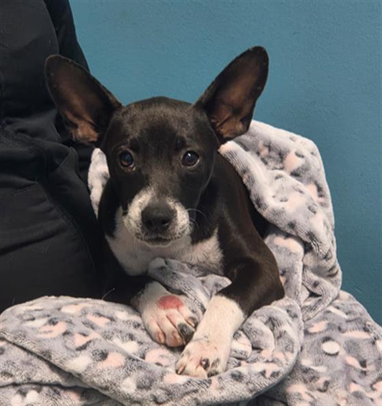 Adoptable Dog