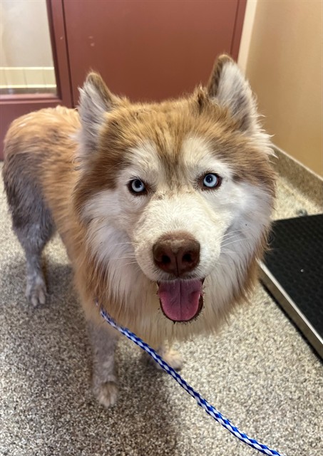 Adoptable Dog