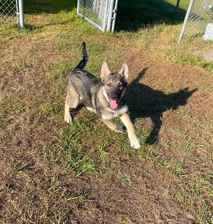Adoptable Dog