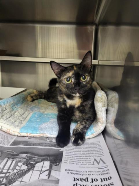 Adoptable Cat