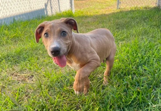 Adoptable Dog