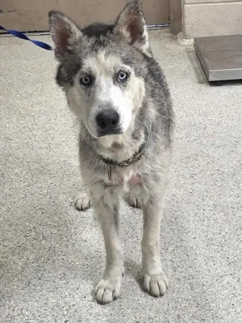 Balto